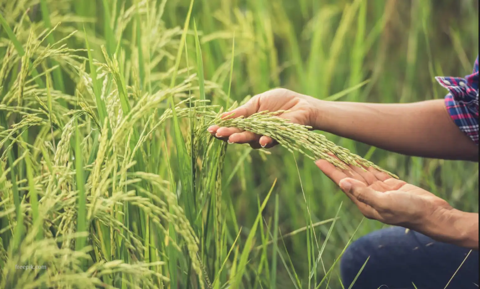 BRIN - Dorong Produktivitas Pertanian melalui Riset dan Inovasi