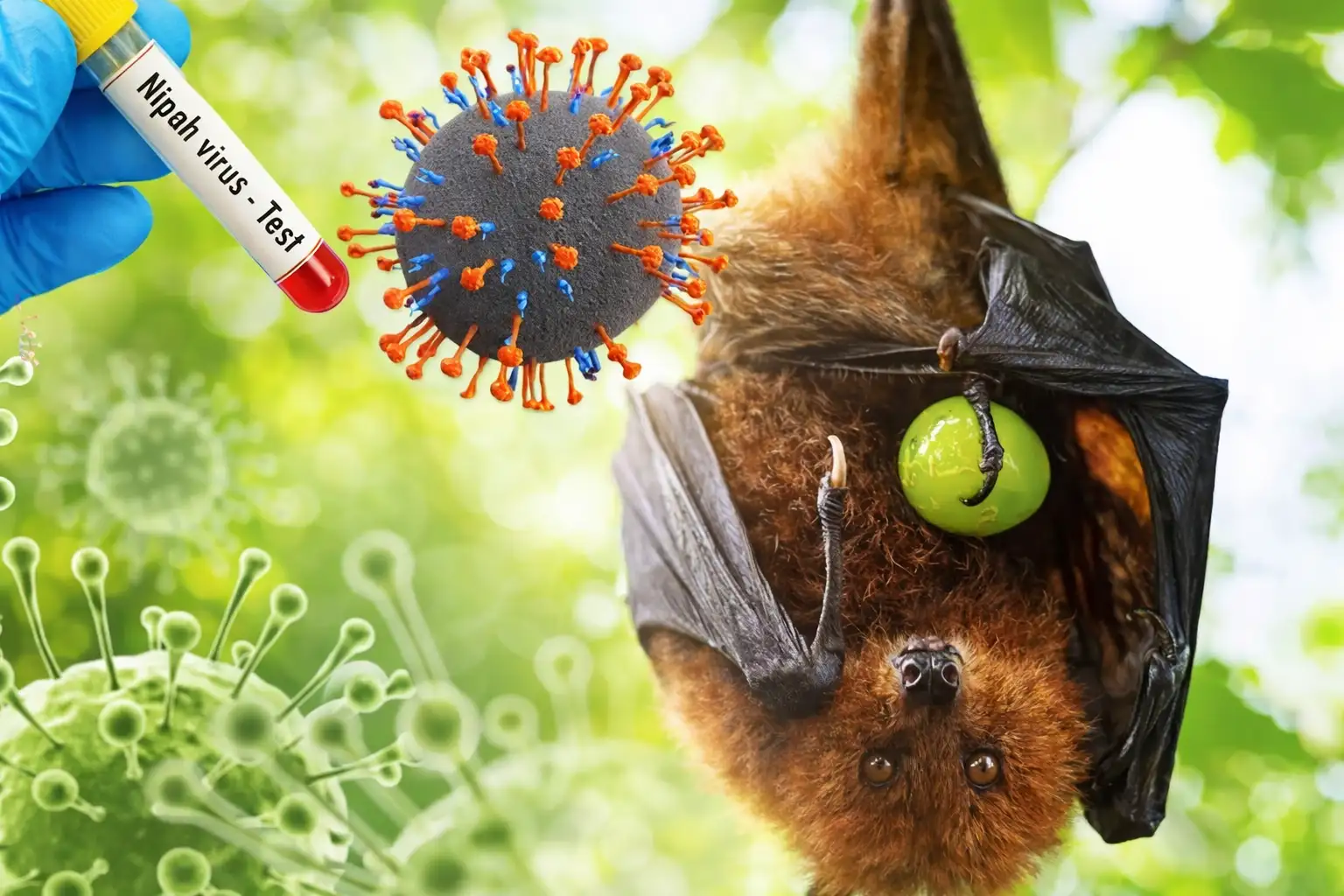 BRIN - Virus Nipah Mengintai, Peneliti BRIN Jelaskan Risiko dan Upaya Kesiapsiagaan