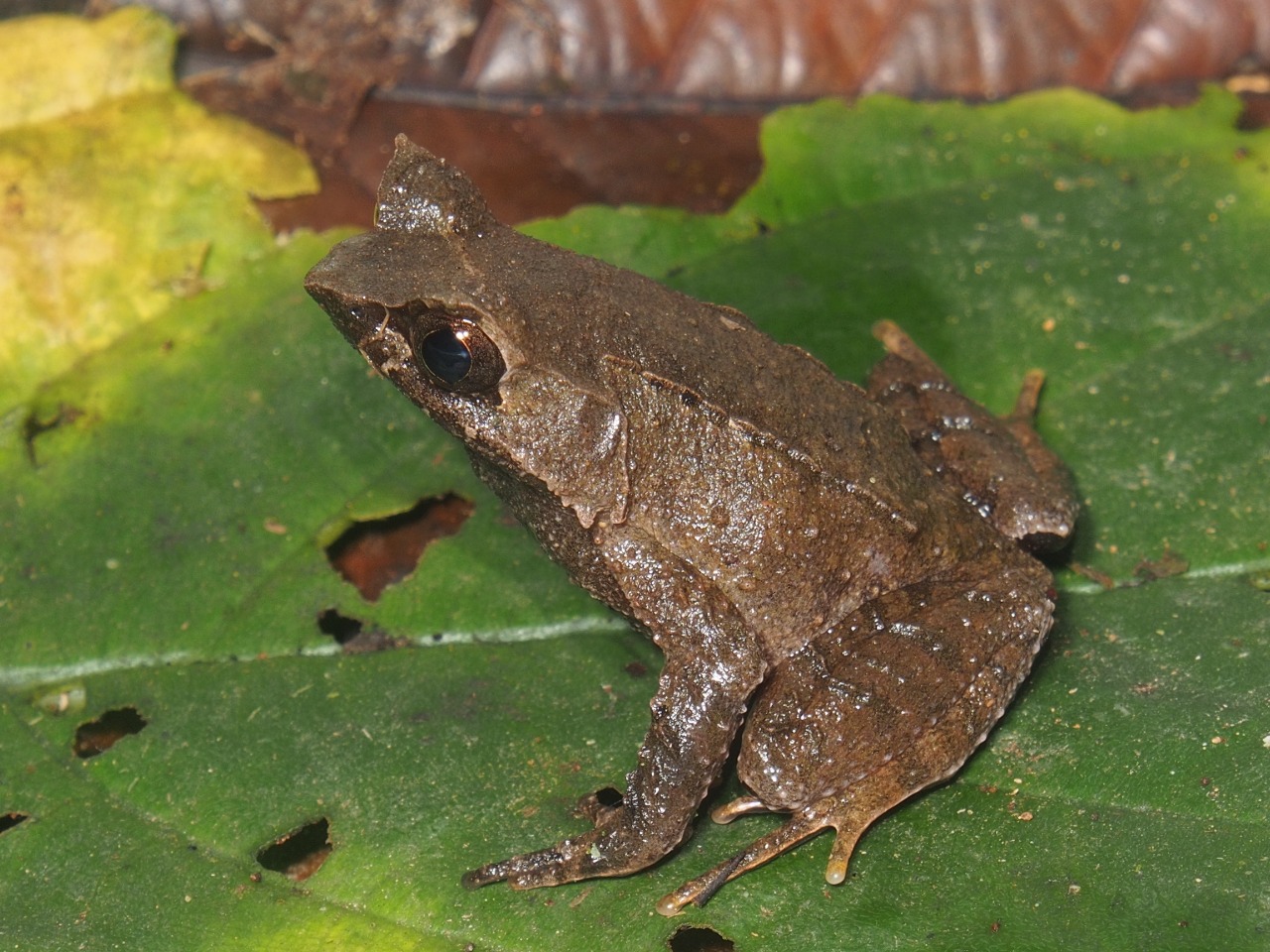 Ular baliqni jojaning eshagiga quyadilar